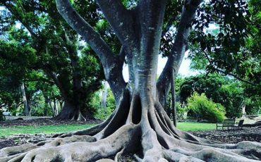 <br />
<b>Warning</b>:  count(): Parameter must be an array or an object that implements Countable in <b>/home/treecareguru/public_html/wp-content/themes/qparadise/templates/content-blog-grid.php</b> on line <b>20</b><br />
