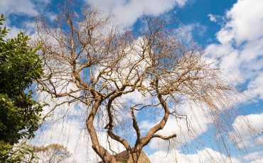 <br />
<b>Warning</b>:  count(): Parameter must be an array or an object that implements Countable in <b>/home/treecareguru/public_html/wp-content/themes/qparadise/templates/content-blog-grid.php</b> on line <b>20</b><br />
