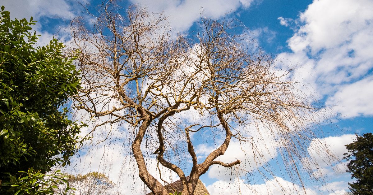 <br />
<b>Warning</b>:  count(): Parameter must be an array or an object that implements Countable in <b>/home/treecareguru/public_html/wp-content/themes/qparadise/templates/content-blog-list.php</b> on line <b>19</b><br />
