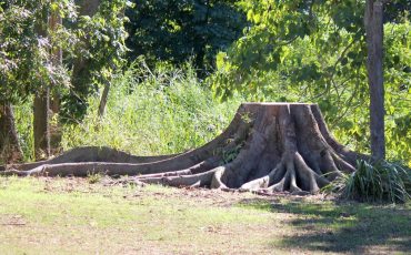 <br />
<b>Warning</b>:  count(): Parameter must be an array or an object that implements Countable in <b>/home/treecareguru/public_html/wp-content/themes/qparadise/templates/content-blog-grid.php</b> on line <b>20</b><br />
