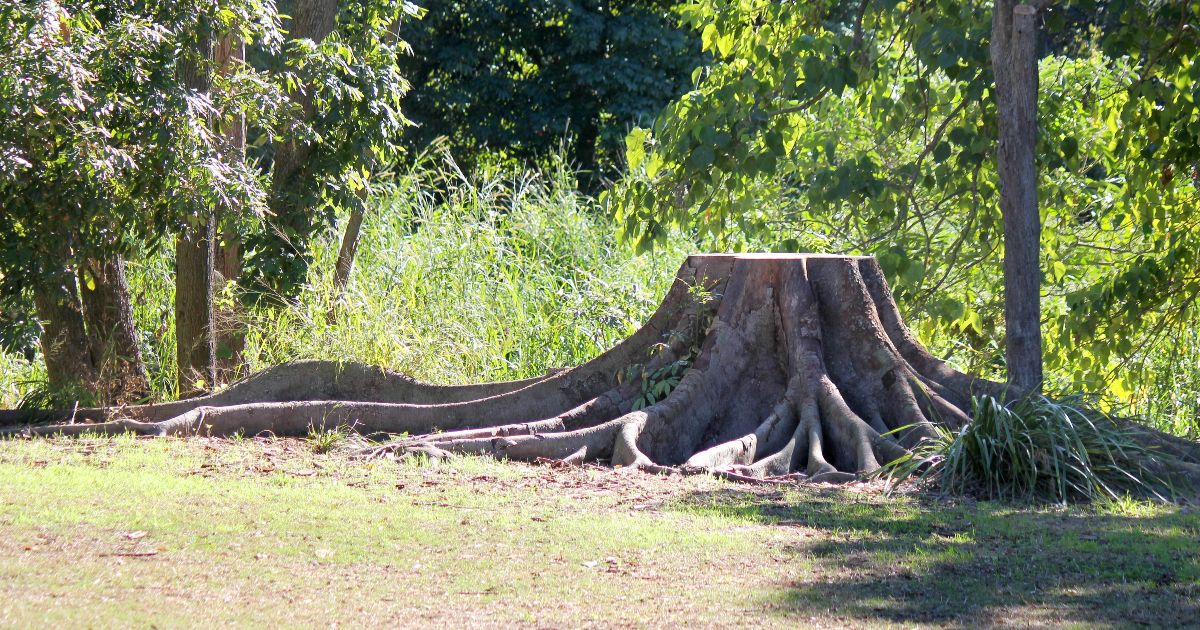 <br />
<b>Warning</b>:  count(): Parameter must be an array or an object that implements Countable in <b>/home/treecareguru/public_html/wp-content/themes/qparadise/templates/content-blog-list.php</b> on line <b>19</b><br />
