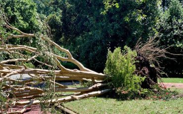 <br />
<b>Warning</b>:  count(): Parameter must be an array or an object that implements Countable in <b>/home/treecareguru/public_html/wp-content/themes/qparadise/templates/content-blog-grid.php</b> on line <b>20</b><br />
