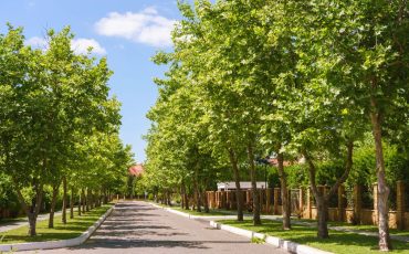 <br />
<b>Warning</b>:  count(): Parameter must be an array or an object that implements Countable in <b>/home/treecareguru/public_html/wp-content/themes/qparadise/templates/content-blog-grid.php</b> on line <b>20</b><br />
