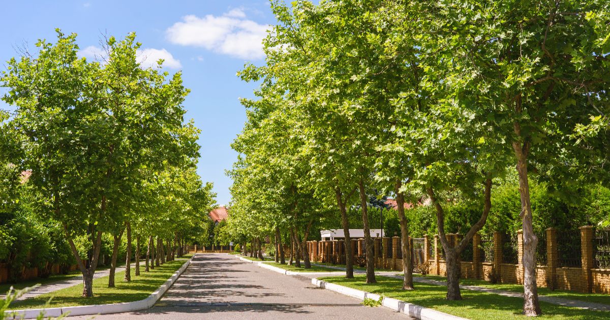 <br />
<b>Warning</b>:  count(): Parameter must be an array or an object that implements Countable in <b>/home/treecareguru/public_html/wp-content/themes/qparadise/templates/content-blog-list.php</b> on line <b>19</b><br />
