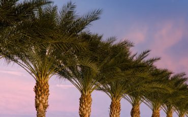 <br />
<b>Warning</b>:  count(): Parameter must be an array or an object that implements Countable in <b>/home/treecareguru/public_html/wp-content/themes/qparadise/templates/content-blog-grid.php</b> on line <b>20</b><br />
