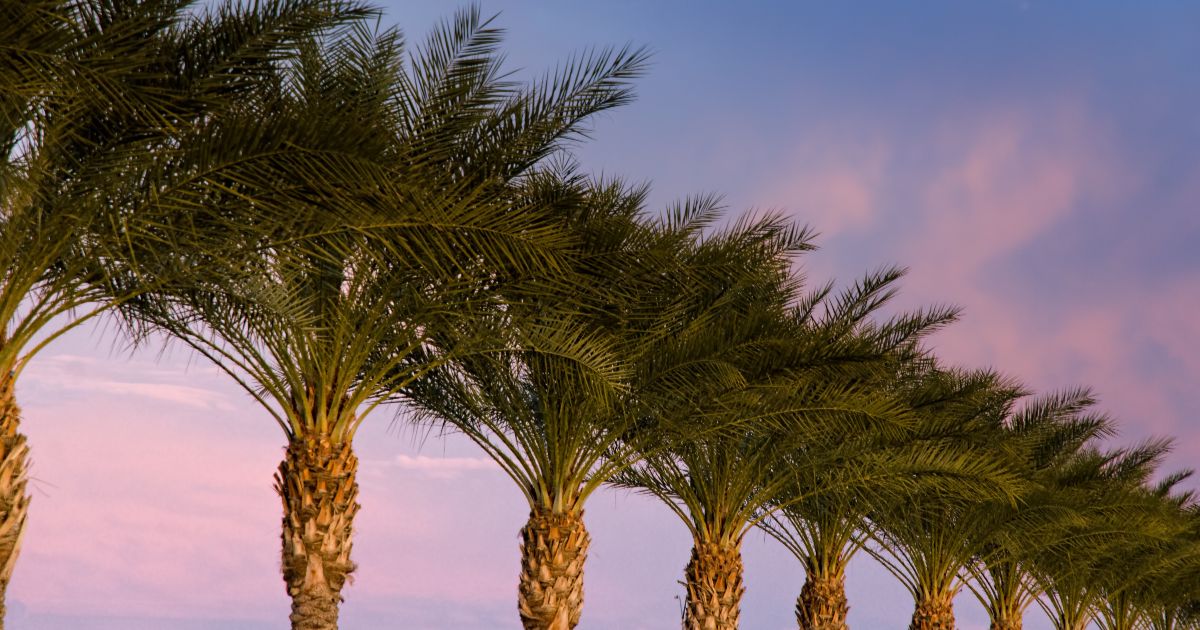 <br />
<b>Warning</b>:  count(): Parameter must be an array or an object that implements Countable in <b>/home/treecareguru/public_html/wp-content/themes/qparadise/templates/content-blog-list.php</b> on line <b>19</b><br />
