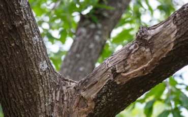 <br />
<b>Warning</b>:  count(): Parameter must be an array or an object that implements Countable in <b>/home/treecareguru/public_html/wp-content/themes/qparadise/templates/content-blog-grid.php</b> on line <b>20</b><br />
