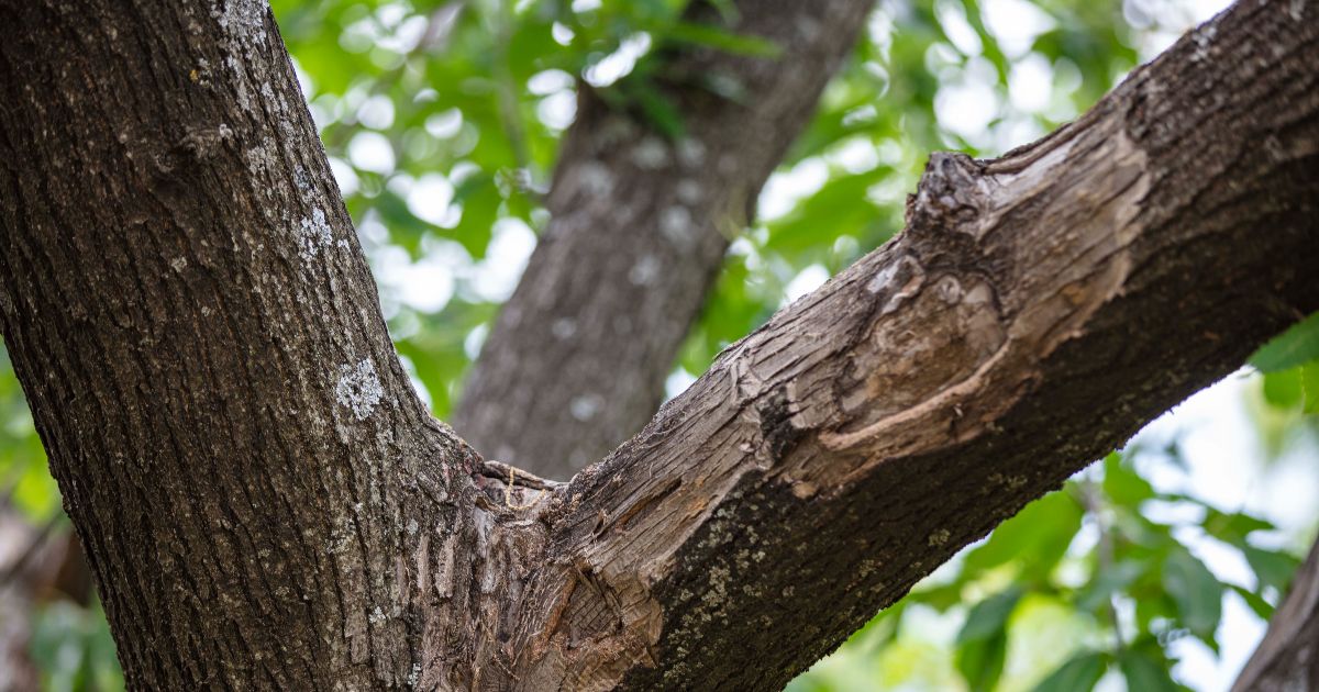 <br />
<b>Warning</b>:  count(): Parameter must be an array or an object that implements Countable in <b>/home/treecareguru/public_html/wp-content/themes/qparadise/templates/content-blog-list.php</b> on line <b>19</b><br />
