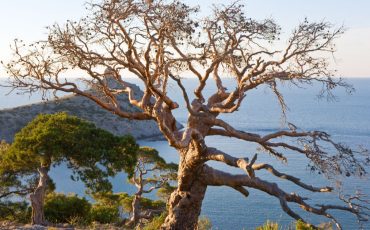 <br />
<b>Warning</b>:  count(): Parameter must be an array or an object that implements Countable in <b>/home/treecareguru/public_html/wp-content/themes/qparadise/templates/content-blog-grid.php</b> on line <b>20</b><br />
