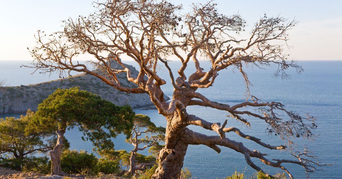 <br />
<b>Warning</b>:  count(): Parameter must be an array or an object that implements Countable in <b>/home/treecareguru/public_html/wp-content/themes/qparadise/templates/content-blog-list.php</b> on line <b>19</b><br />
