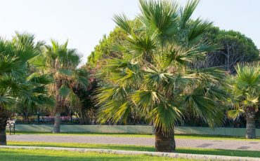 <br />
<b>Warning</b>:  count(): Parameter must be an array or an object that implements Countable in <b>/home/treecareguru/public_html/wp-content/themes/qparadise/templates/content-blog-grid.php</b> on line <b>20</b><br />
