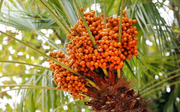 <br />
<b>Warning</b>:  count(): Parameter must be an array or an object that implements Countable in <b>/home/treecareguru/public_html/wp-content/themes/qparadise/templates/content-blog-grid.php</b> on line <b>20</b><br />
