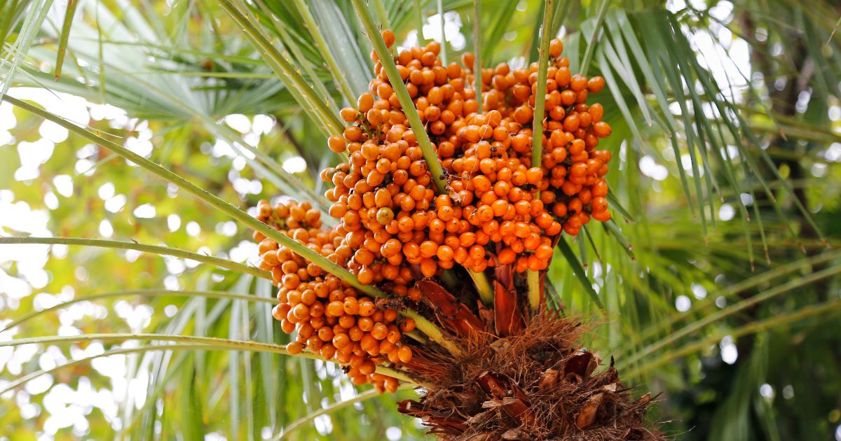 <br />
<b>Warning</b>:  count(): Parameter must be an array or an object that implements Countable in <b>/home/treecareguru/public_html/wp-content/themes/qparadise/templates/content-blog-list.php</b> on line <b>19</b><br />
