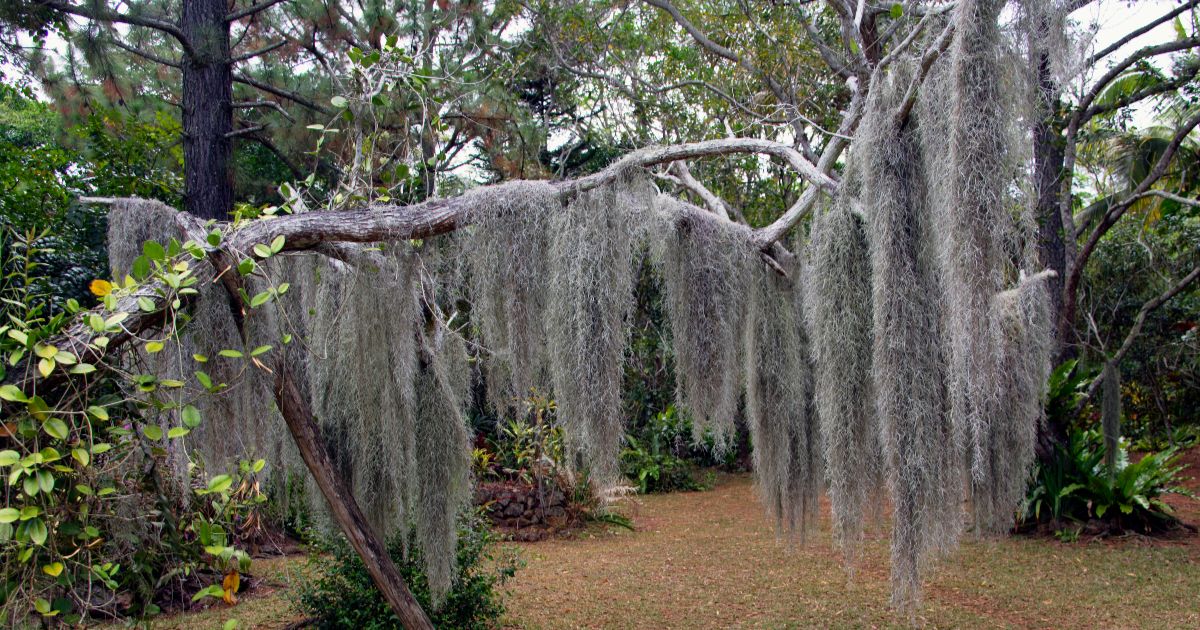 <br />
<b>Warning</b>:  count(): Parameter must be an array or an object that implements Countable in <b>/home/treecareguru/public_html/wp-content/themes/qparadise/templates/content-blog-list.php</b> on line <b>19</b><br />
