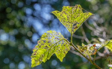 <br />
<b>Warning</b>:  count(): Parameter must be an array or an object that implements Countable in <b>/home/treecareguru/public_html/wp-content/themes/qparadise/templates/content-blog-grid.php</b> on line <b>20</b><br />
