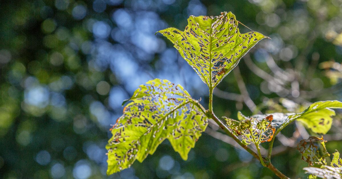 <br />
<b>Warning</b>:  count(): Parameter must be an array or an object that implements Countable in <b>/home/treecareguru/public_html/wp-content/themes/qparadise/templates/content-blog-list.php</b> on line <b>19</b><br />
