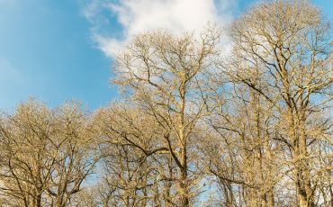 <br />
<b>Warning</b>:  count(): Parameter must be an array or an object that implements Countable in <b>/home/treecareguru/public_html/wp-content/themes/qparadise/templates/content-blog-grid.php</b> on line <b>20</b><br />
