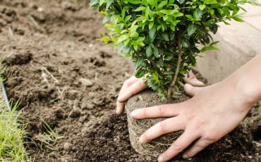 <br />
<b>Warning</b>:  count(): Parameter must be an array or an object that implements Countable in <b>/home/treecareguru/public_html/wp-content/themes/qparadise/templates/content-blog-grid.php</b> on line <b>20</b><br />
